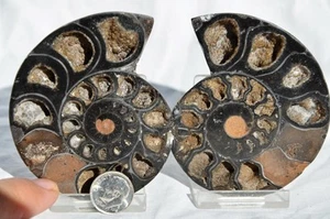 Large Ammonite Pair DOUBLE RARE BLACK V-Shaped Nautiliod 80mm Fossil 3.2" 9441yy - Picture 1 of 5