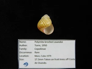 Landschnecke Polymita brocheri ovandoi 17,3mm ID#9546 - Bild 1 von 4
