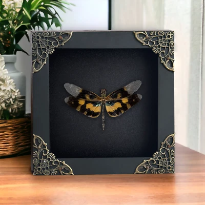 Framed Dragonfly Preserved Insect Display Entomology Wall Art Home Decor - Image 1 of 2