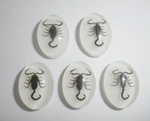 Insect Cabochon Black Scorpion Oval 18x25 mm on White bottom 6 pieces Lot - Picture 1 of 10
