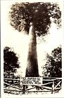 Postcard MI RPPC The Monarch Big Tree Memorial Park Grayling Michigan Real Photo