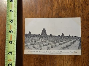 RARE OLD VINTAGE POSTCARD FIRLD OF KAFFIR CORN FIRST CROP INTERNATIONAL LAND - Picture 1 of 2