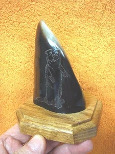 ak-moose-112) GENUINE MOOSE HOOF Otter etched display Alaskan Eskimo art signed - Picture 1 of 2
