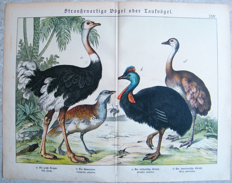 Chromo-Lithografie 1886: Straußenartige Vögel oder Laufvögel. Große Trappe Helmc - Bild 1 von 1
