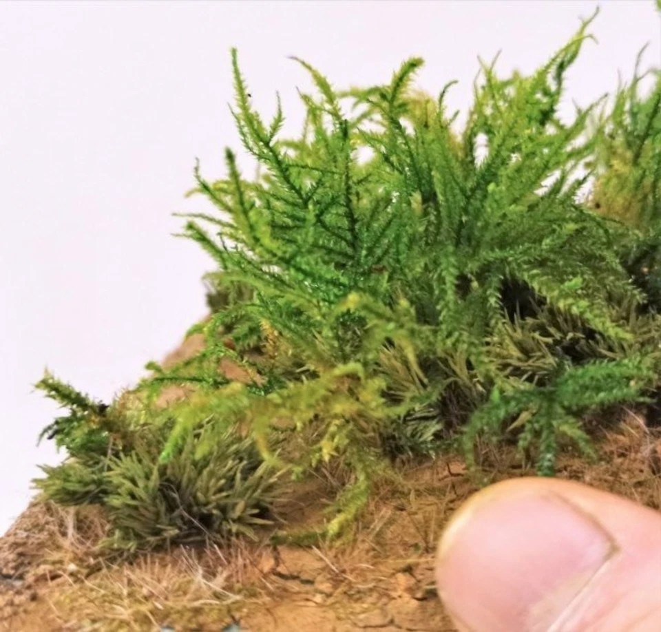 Toller grüner Busch, Pflanze für Modellbau, Diorama & Eisenbahn Landschaft - Bild 1 von 1