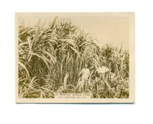 1925 W.D & H.O WILLS - AUSTRALIAN SCENIC SERIES NO.89 - 10 Months Badila Cane - Picture 1 of 2