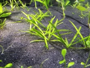 Dwarf Val - 5 Plant Bundle  - Picture 1 of 1