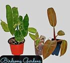 Philodendron Plant Bundle (Imperial Red, Variegated Burle Marx And Gloriosum)