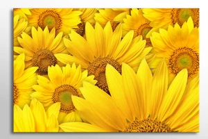LARGE VIBRANT FRAMED CANVAS WALL ART YELLOW SUN FLOWER PICTURE PRINT ZEN NEW - Picture 1 of 2