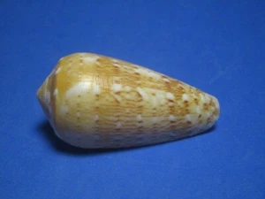 Conus floccatus f. magdalenae Kiener 1845 "YELLOW VARIANT!" (47.6mm) - Picture 1 of 6