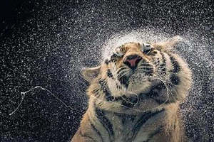 Tim Flach : Kanja - Maxi Poster 91.5cm x 61cm new and sealed - Picture 1 of 1