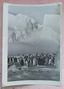 Spedizione Antartide. Polo Sud. Foto russa URSS originale d'epoca. Pinguini - Foto 1 di 2