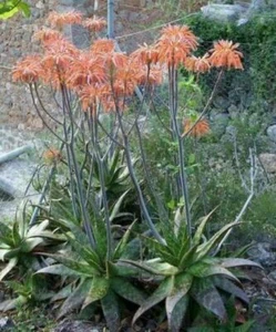 Pianta succulenta Aloe maculata(saponaria) vaso - Foto 1 di 3