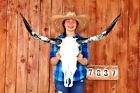 STEER SKULL POLISHED LONG HORNS MOUNTED 3' 3" COW BULL TAXIDERMY LONGHORN H7837