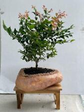 Flowering Jaboticaba bonsai tree Check out the leaves Rock Pot