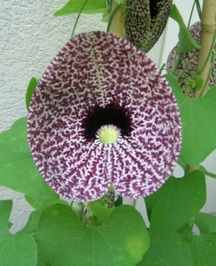 Aristolochia Littoralis Vine, 10 Seeds Calico Flower, Elegans Dutchman's Pipe - Picture 1 of 5