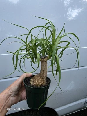 Ponytail Palm Stump Beaucarnea Recurvata Live Potted Plant 4” Pot - Image 1 of 4