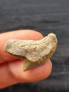 Diente de tiburón tigre 2,4 cm - diente afilado - fósil real - diente de tiburón - Imagen 1 de 3