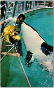 Shamu World's First Train Killerwal Saftiger Kuss auf See Welt Postkarte - Bild 1 von 2