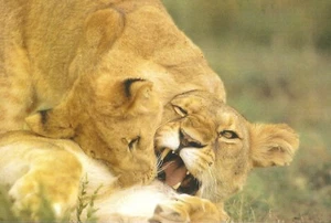 Postal África Cachorro León Africano Gato Vida Silvestre - Como Nueva LI27 - Imagen 1 de 1
