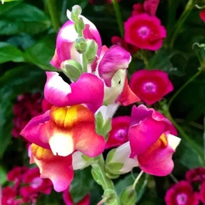 Snapdragon Flower Seeds SNAPDRAGON BRIGHTON ROCK FLOWER SEEDS Cottage Garden - Bild 1 von 1
