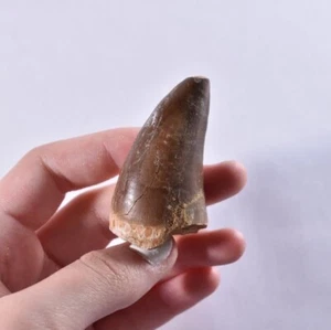XL Fossil Mosasaur Tooth - Dinosaur Tooth - Cretaceous - Morocco - Mosasaurus - Picture 1 of 6