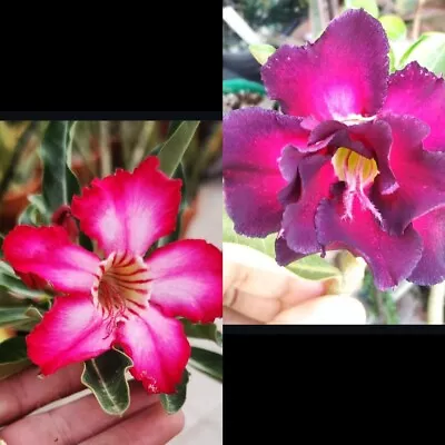 2 Rosa Del Desierto, Adenium Obesum - Image 1 of 2