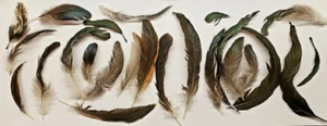 Set of 10 Natural Feathers, Ethically Sourced, Free-Range Flock, Cleaned, Random - Picture 1 of 8