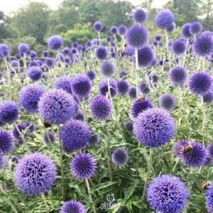Echinops ritro 20 PCS fresh seeds, Globe thistle, Southern globethistle seeds - Picture 1 of 8