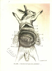 Kuriositätenkabinett Brett Poster A3 Anatomie Tier Hase - Bild 1 von 1