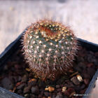 D722 FRAILEA PUMILA BRUNISPINA pot7-H4,5-W4 cm MaMa Cactus