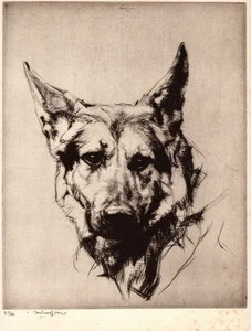 Antique German Shepherd Print 1930s Malcolm Nicholson Art Illustration 6274e - Picture 1 of 2