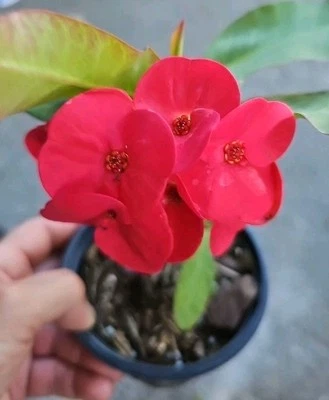 Thai Red Crown of Thorns Live Plant 7" Tall~Corona de Cristo~Euphorbia - Image 1 of 4