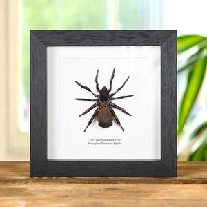 Stundenglasfalle Tür Spinne im Karton Rahmen (Cyclocosmia ricketti) - Bild 1 von 9