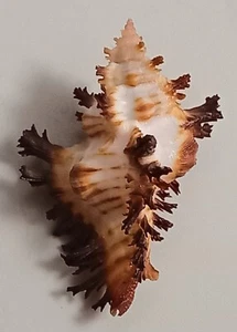 Sea shell Chicoreus banksii f. crocatus 59.6mm, gem, very nice colored body - Picture 1 of 6