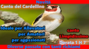 CANTO DEL CARDELLINO CON DIVERSI RICHIAMI LIMPIDISSIMO PER ALLEVATORI E AMATORI - Picture 1 of 1