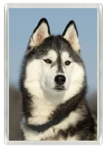 SLED DOG SIBERIAN HUSKY DOG HEAD ART PRINT NOVELTY FRIDGE MAGNET GREAT GIFT - Picture 1 of 1