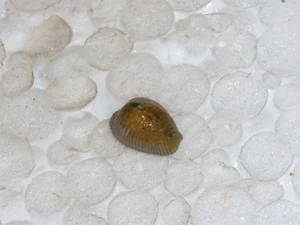 TRIVIA MEDITERRANEA SUBFOSSIL - Picture 1 of 2