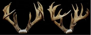 217" DEER ANTLERS 50" OF MASS ,TAXIDERMY - Picture 1 of 1