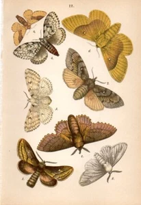 1889 HOFMANN CHROMO Moths: drinker, lappet, gypsy moth, black arches, lackey, .. - Picture 1 of 3
