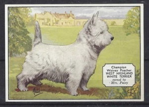 1938 UK Dog Art Photo Ardath Cigarette Card Named WEST HIGHLAND WHITE TERRIER - Bild 1 von 2