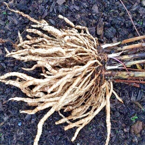 (60) - RARE HARD TO FIND Perennial Skirret Vegetable Seeds Zone 3-9 Organic - Picture 1 of 1