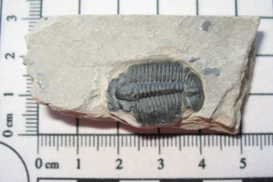 Kambrium Elrathia Kingi Trilobit Fossil auf Matrix Wheeler Schiefer Utah #4 - Bild 1 von 2