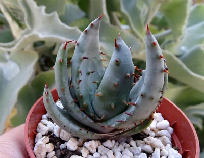 CACTUSPROD ALOE ACULEATA cactus kakteen cacti caudex plante grasse succulenten