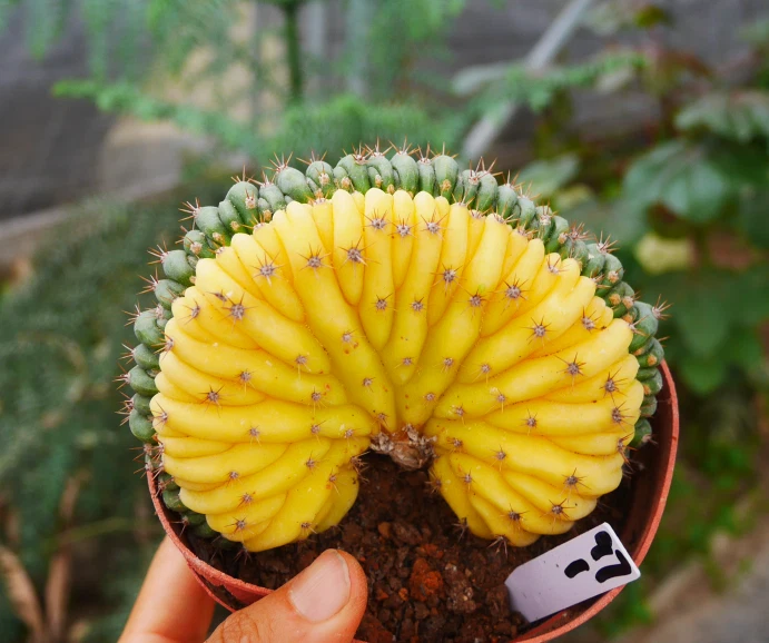 CACTUS PLANT 7-10cm 1PCS T.P Cristata Variegated Rare Beautiful Garden Planting