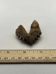 BASILOSAURUS TOOTH FOSSIL Late Eocene 40 Mi Yrs Old Artiodactyl 3” X 2” C12 - Picture 1 of 5