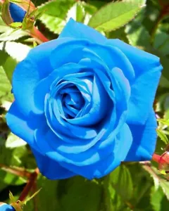 Semillas de flor de rosa azul raras increíblemente hermosas de 10 piezas - Imagen 1 de 2