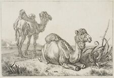 J. KLEIN (1792-1875), Kamel und Dromedar in Schönbrunn,  1832, Rad. Tiere