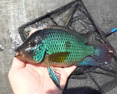 2 Geophagus brasiliensis – Pearl Cichlid  Live Freshwater Aquarium Fish - Image 1 of 2