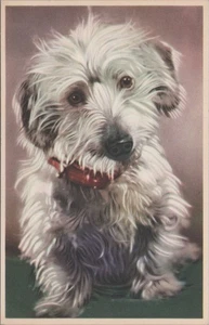 Jack Russell Terrier Item In Mouth Dog Alfred Mainzer Art Belgium postcard MQ8 - Picture 1 of 2